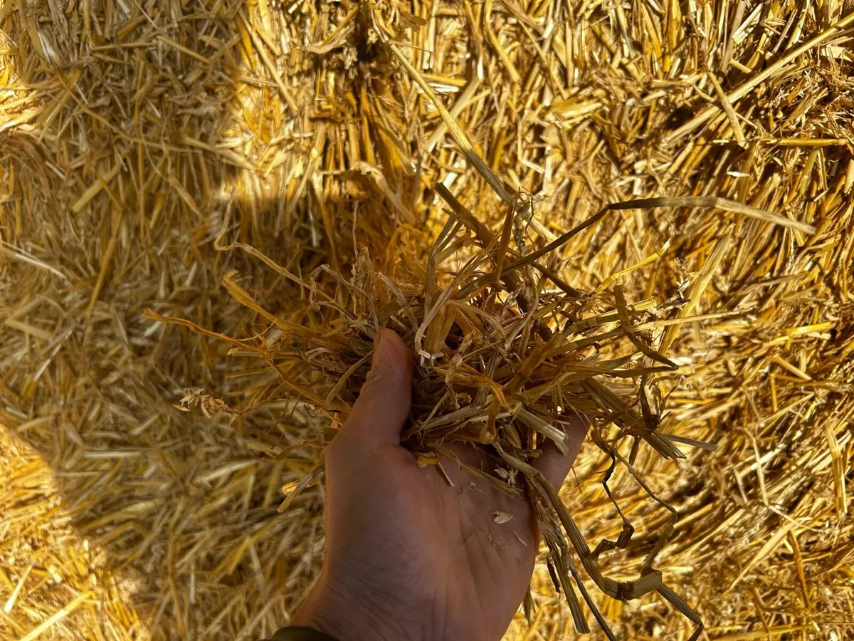 2025 barely, wheaten & oaten straw - Image 3