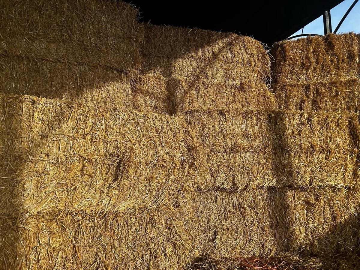 2025 barely, wheaten & oaten straw - Image 4