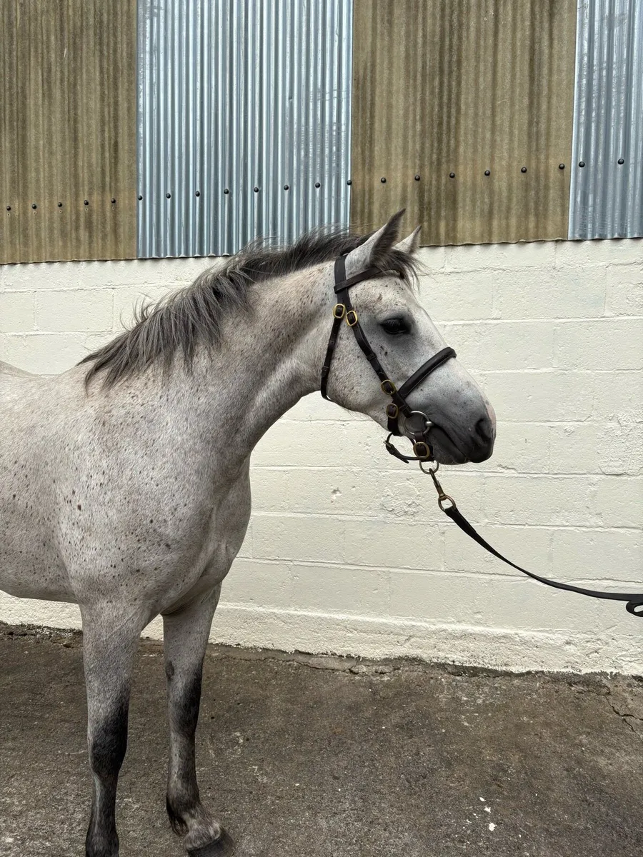 3 year old Connemara Pony - Image 1