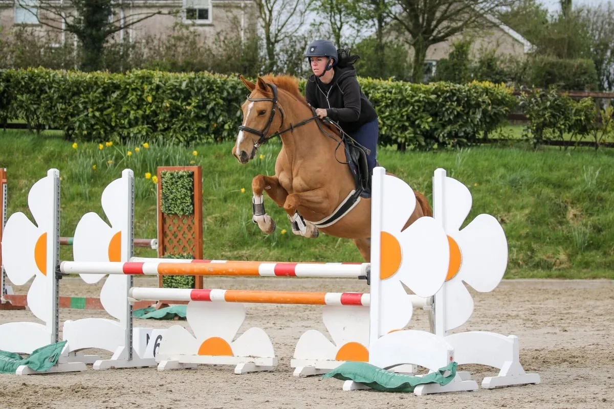 Beautiful Riding Club/Pony Club Superstar - Image 1