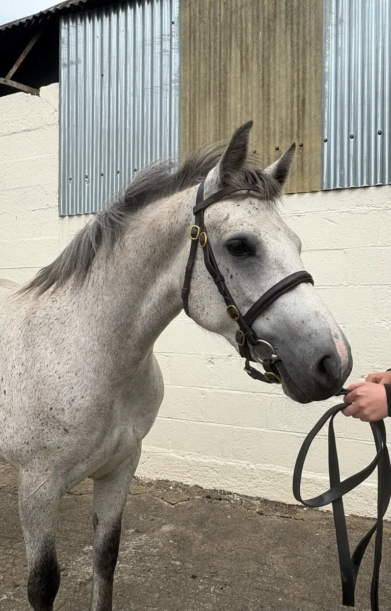 3 year old Connemara Pony - Image 2