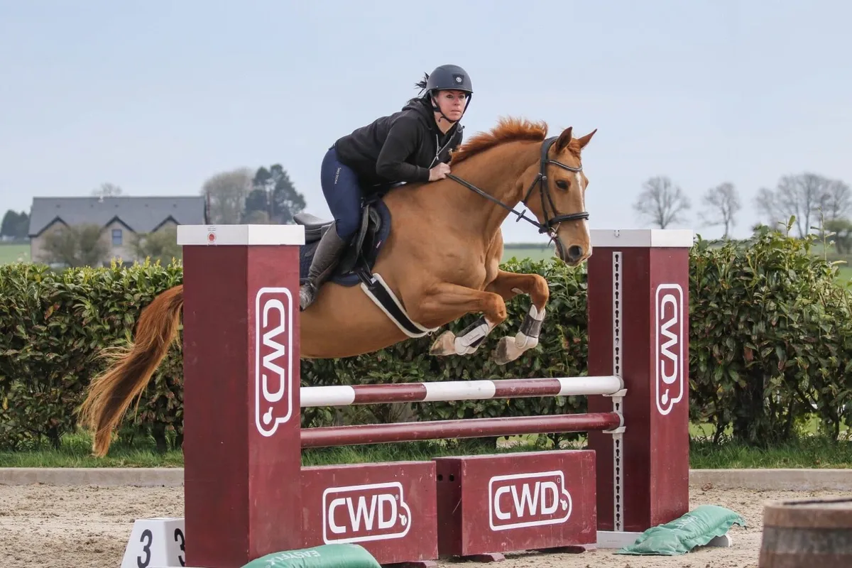 Beautiful Riding Club/Pony Club Superstar - Image 2