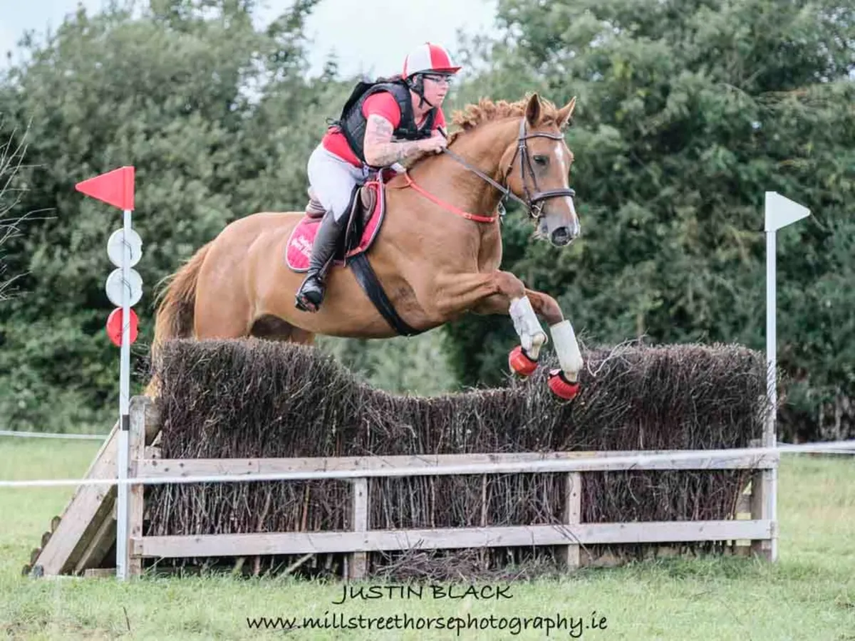 Beautiful Riding Club/Pony Club Superstar - Image 3
