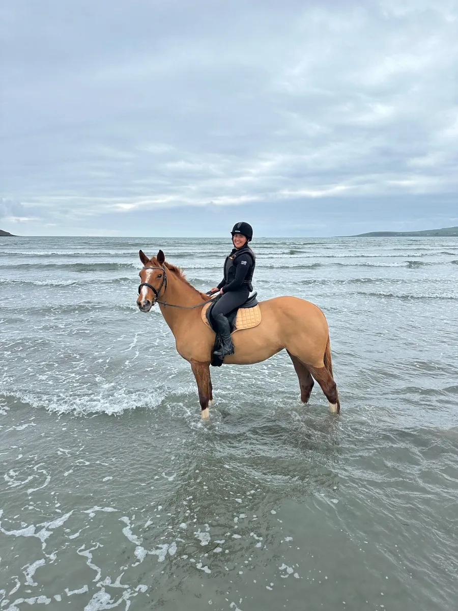 Beautiful Riding Club/Pony Club Superstar - Image 4