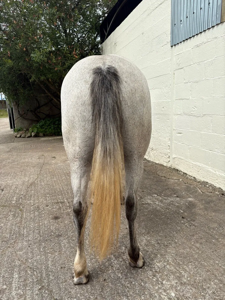 3 year old Connemara Pony - Image 3