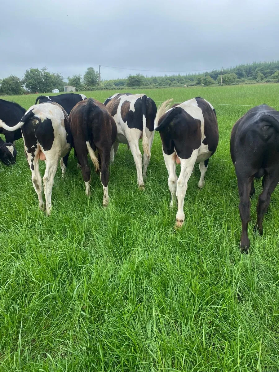 Fresian bulls
