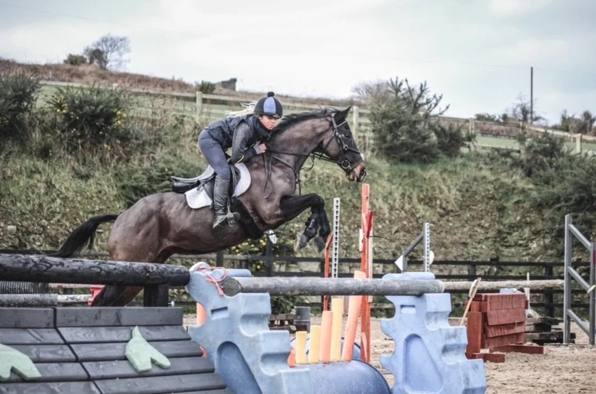15.2 gelding - Image 1