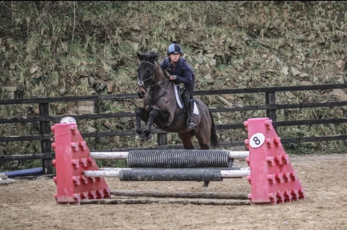 15.2 gelding - Image 2