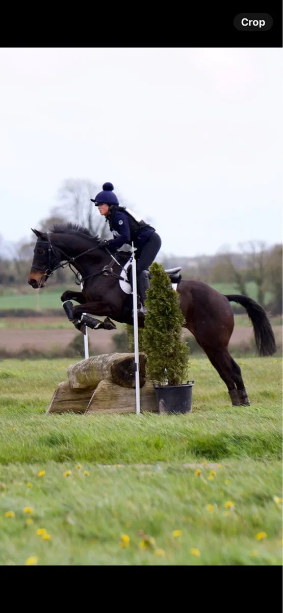 15.2 gelding - Image 3