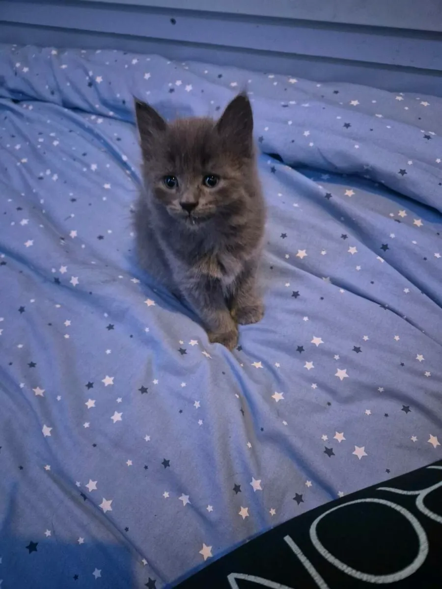 Beautiful male blue kitten - Image 2