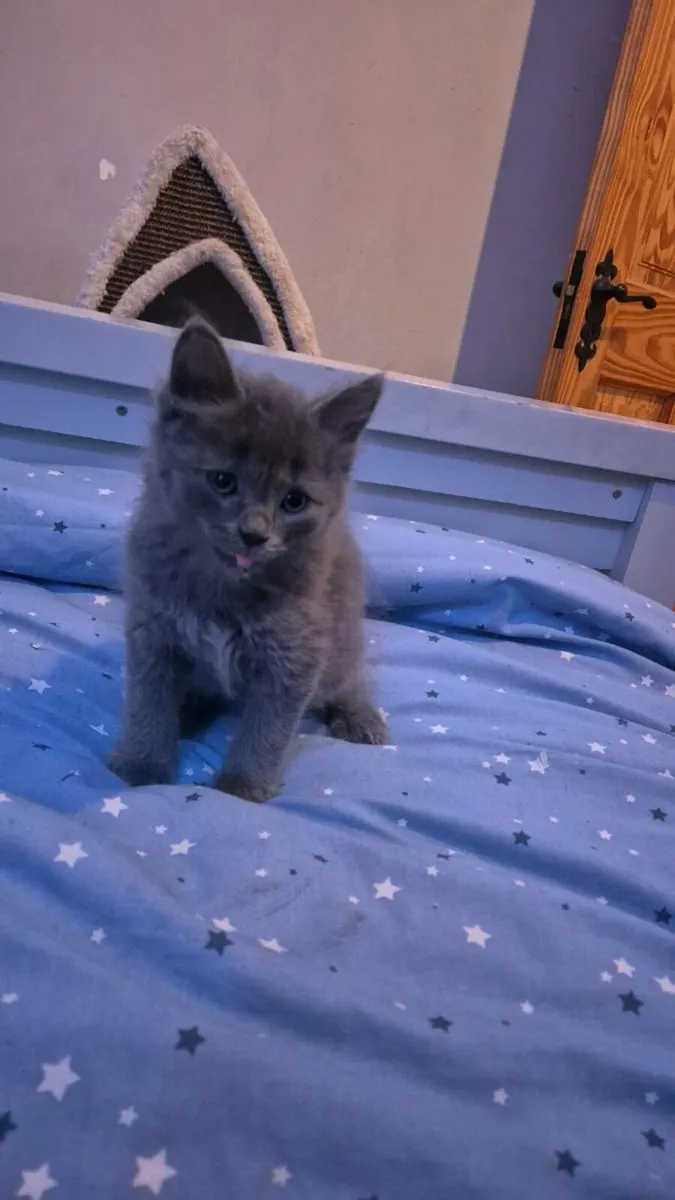 Beautiful male blue kitten - Image 3