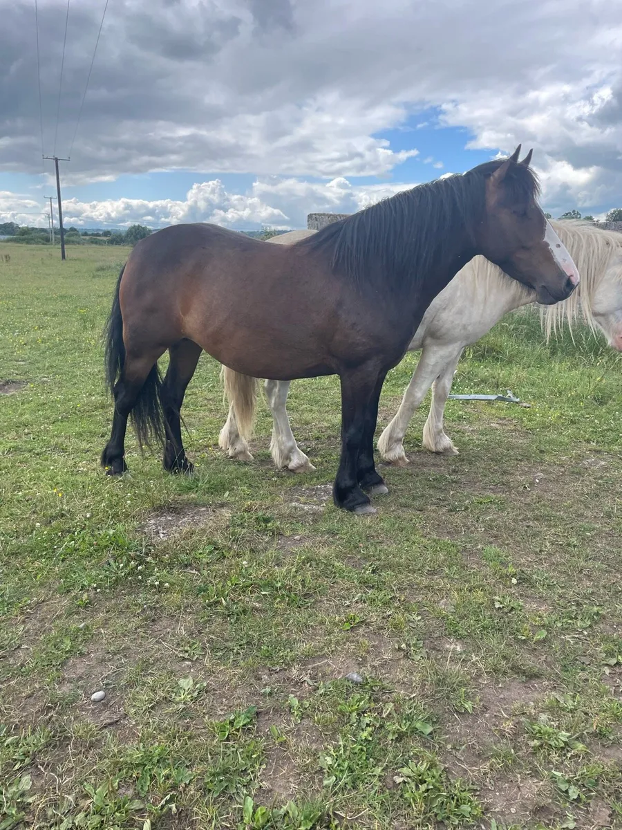 4 year cob mare - Image 1