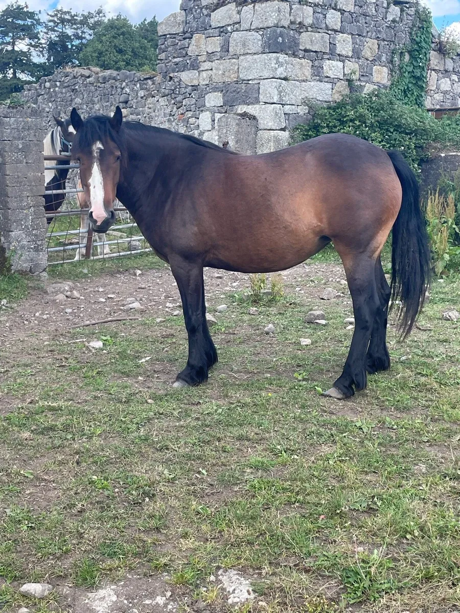 4 year cob mare - Image 2