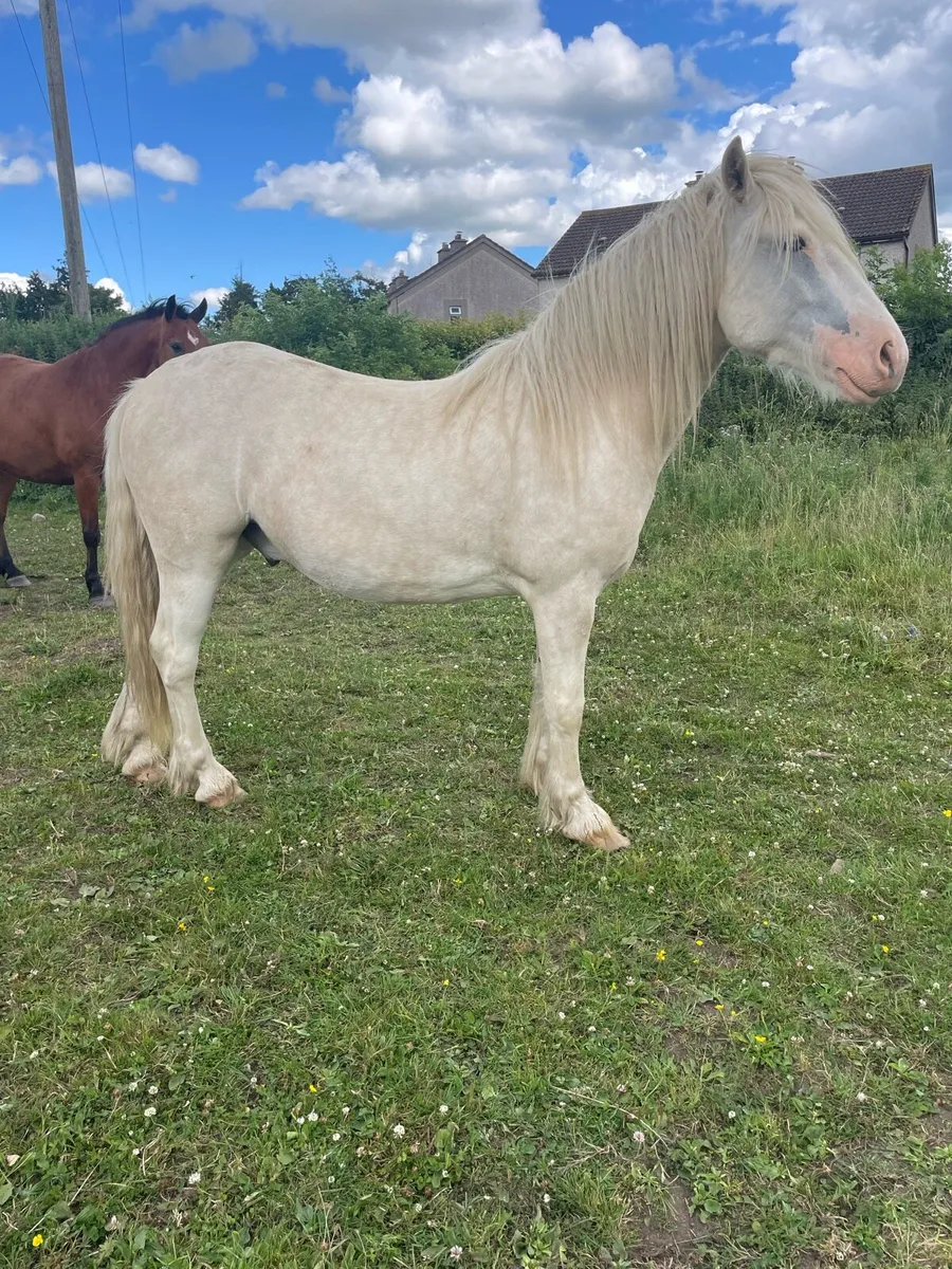 4 year old cob