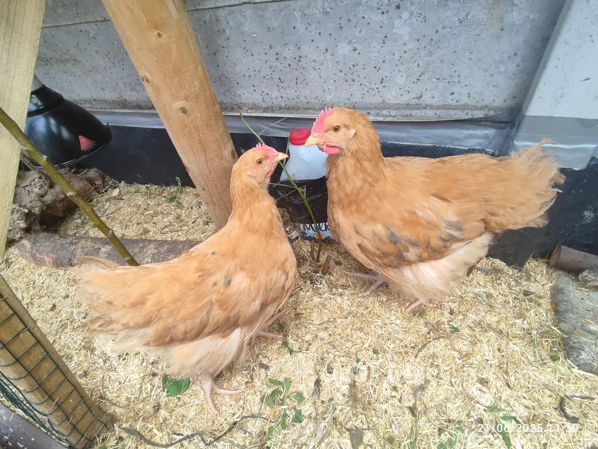 Buff Orpington Chicken - Image 2