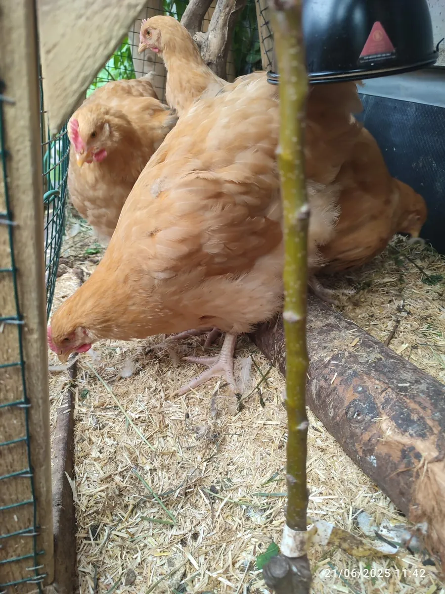 Buff Orpington Chicken - Image 3