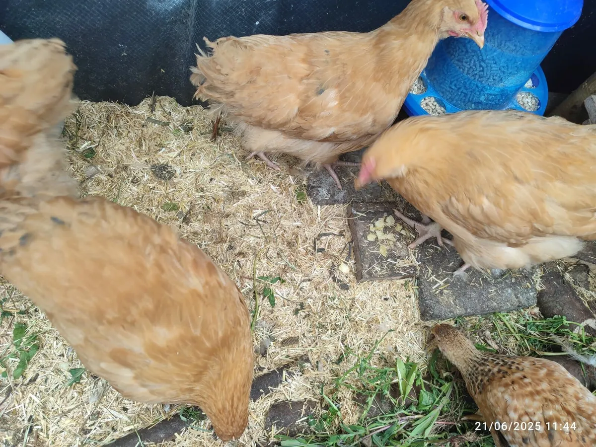 Buff Orpington Chicken - Image 4