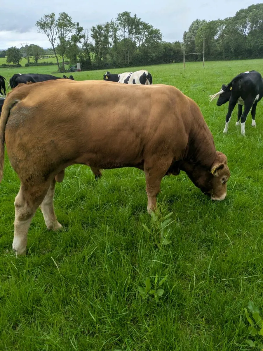 Bull - Image 1