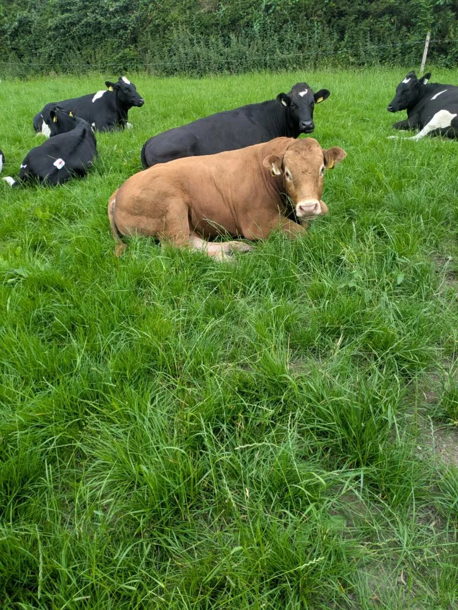Bull - Image 2