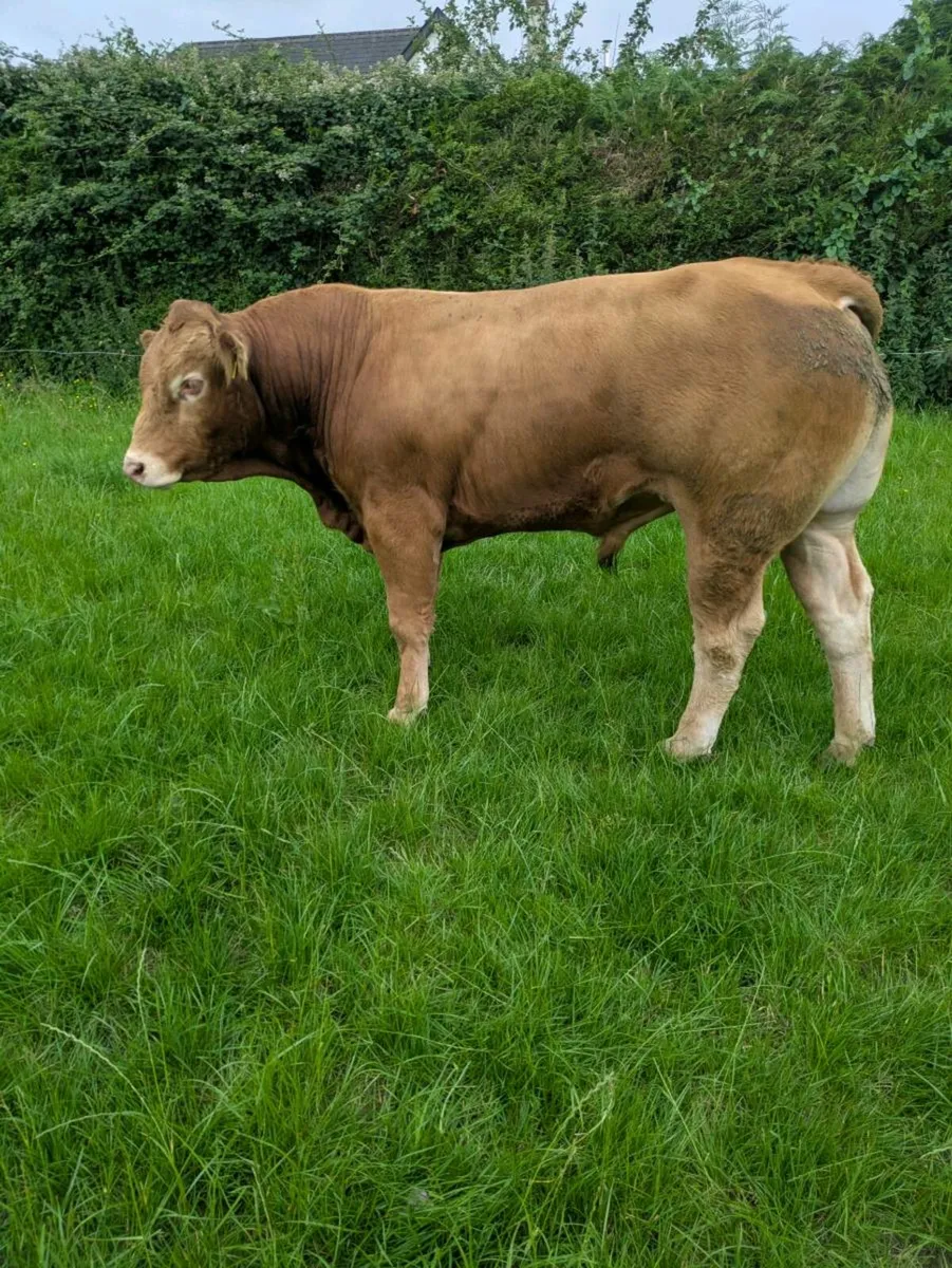 Bull - Image 3