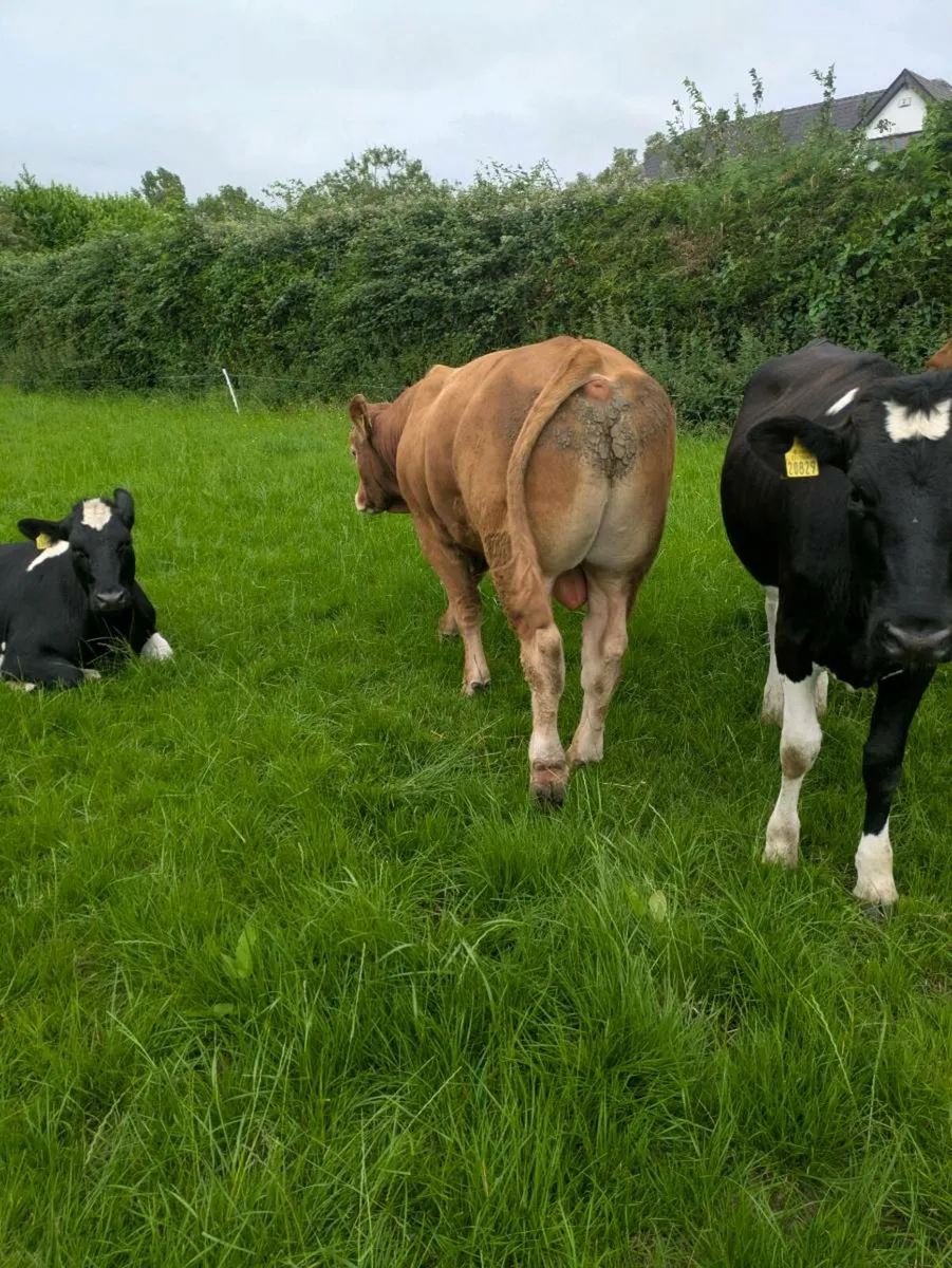 Bull - Image 4
