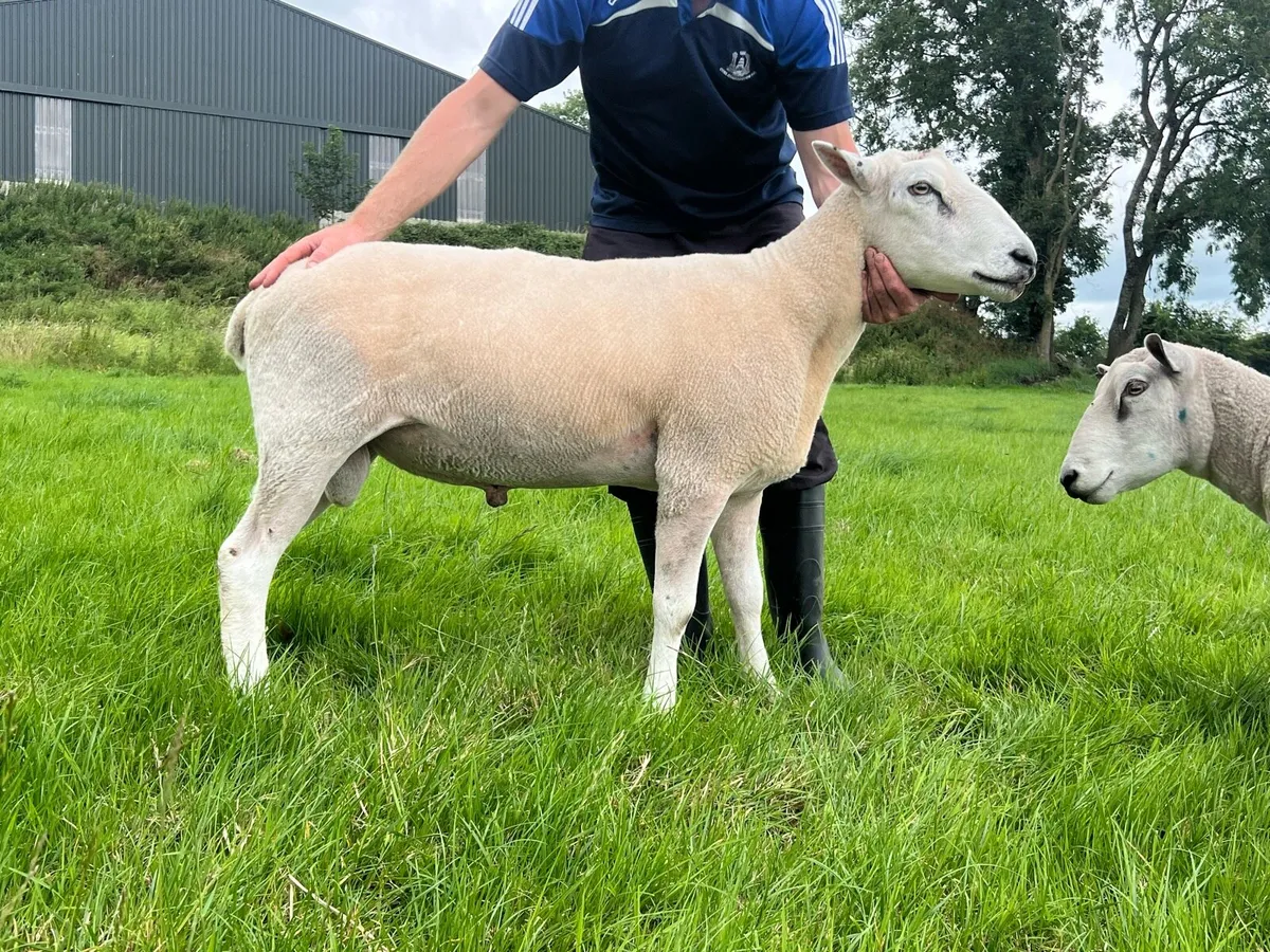 Pedigree registered Belclare ram - Image 1