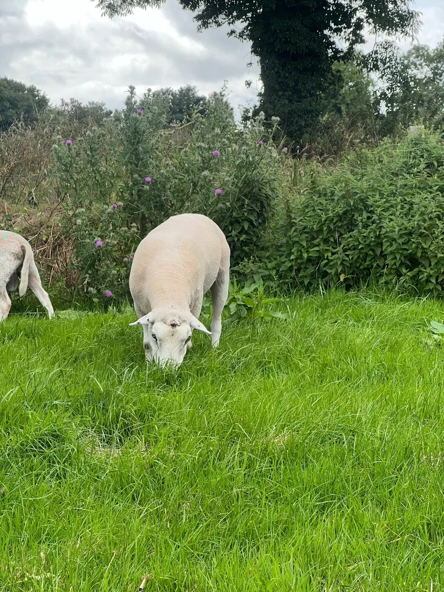 Pedigree registered Belclare ram - Image 2
