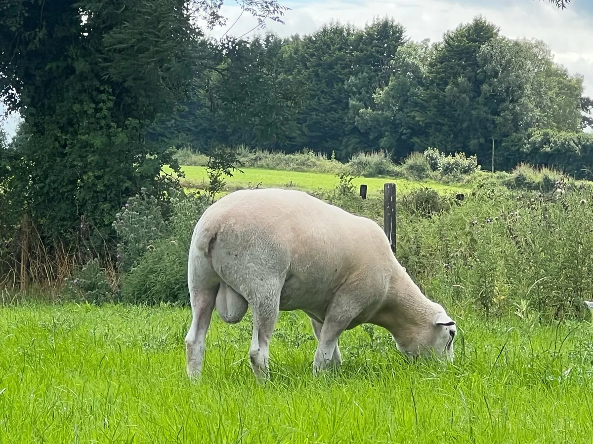 Pedigree registered Belclare ram - Image 3