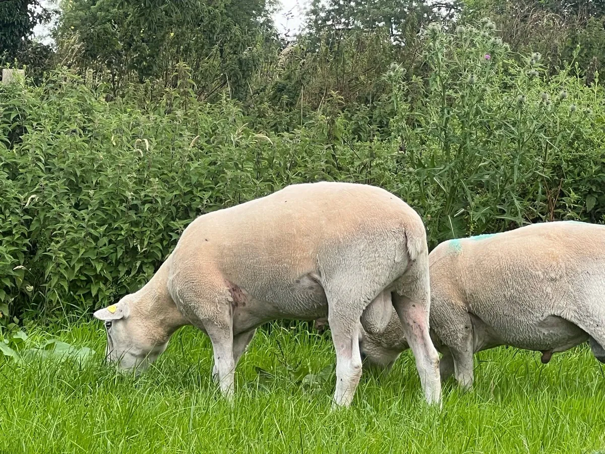 Pedigree registered Belclare ram - Image 4