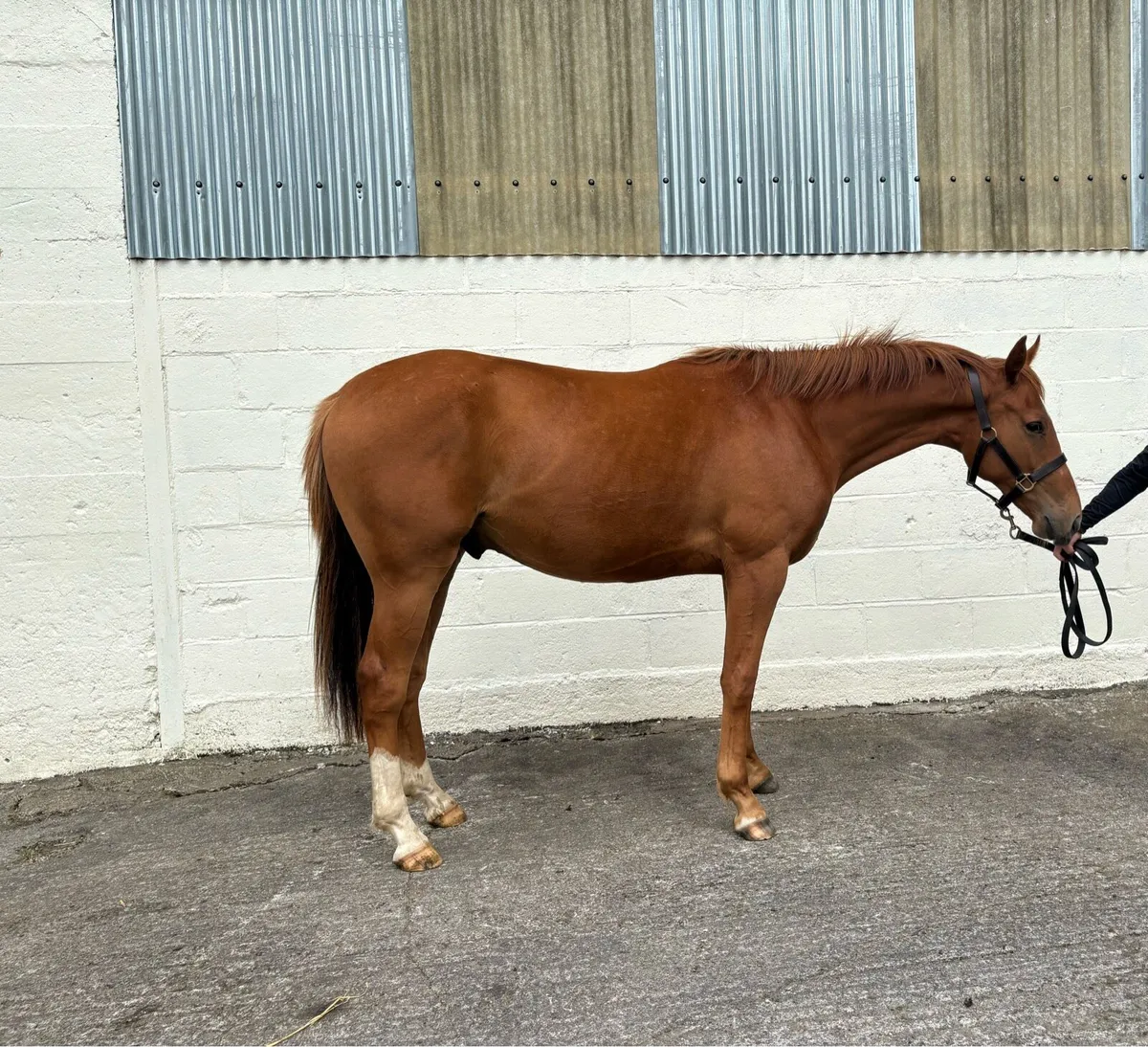 2 year old ISH pony - Image 1
