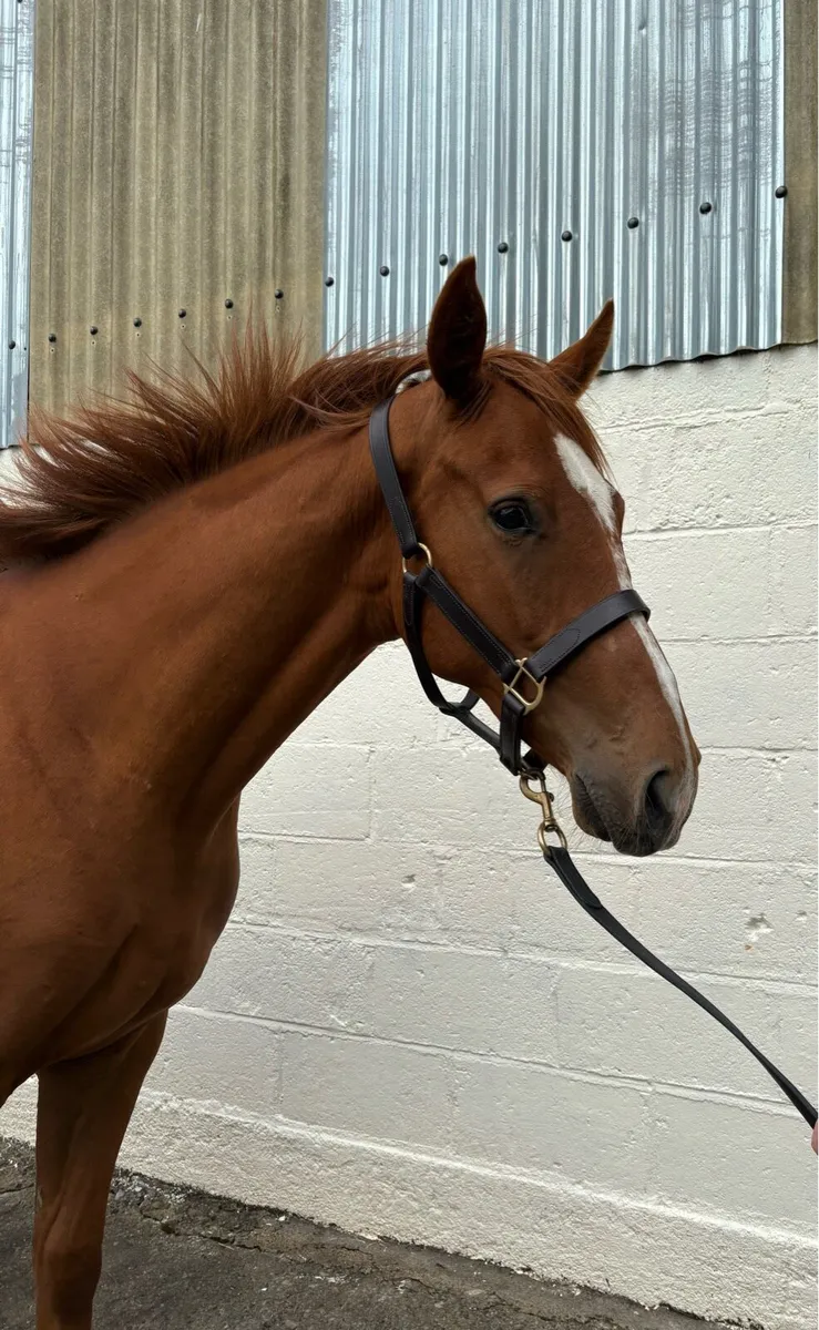 2 year old ISH pony - Image 2