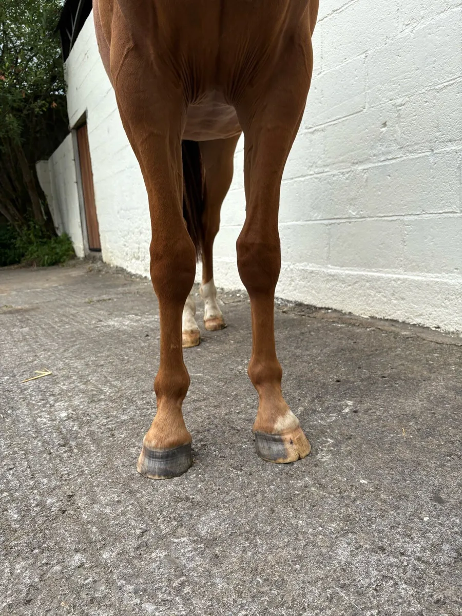 2 year old ISH pony - Image 3