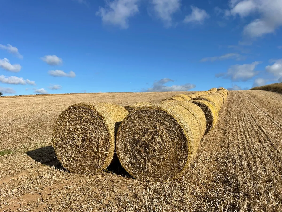 Round bales of 25 barley straw for sale - Image 1