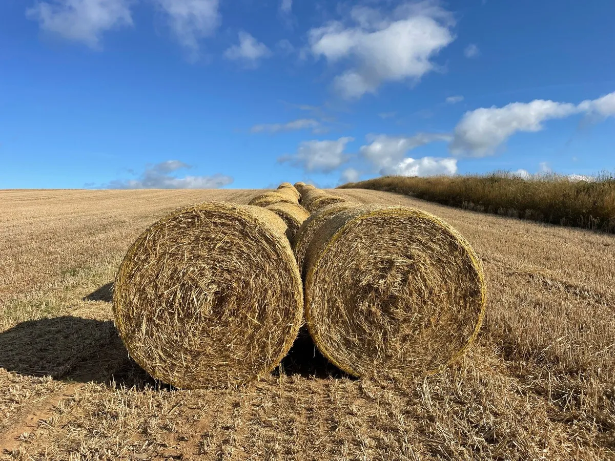Round bales of 25 barley straw for sale - Image 2