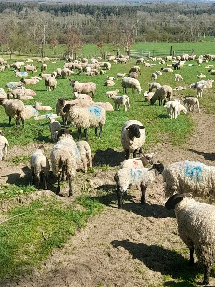Sheep grazing organic wanted - Image 3