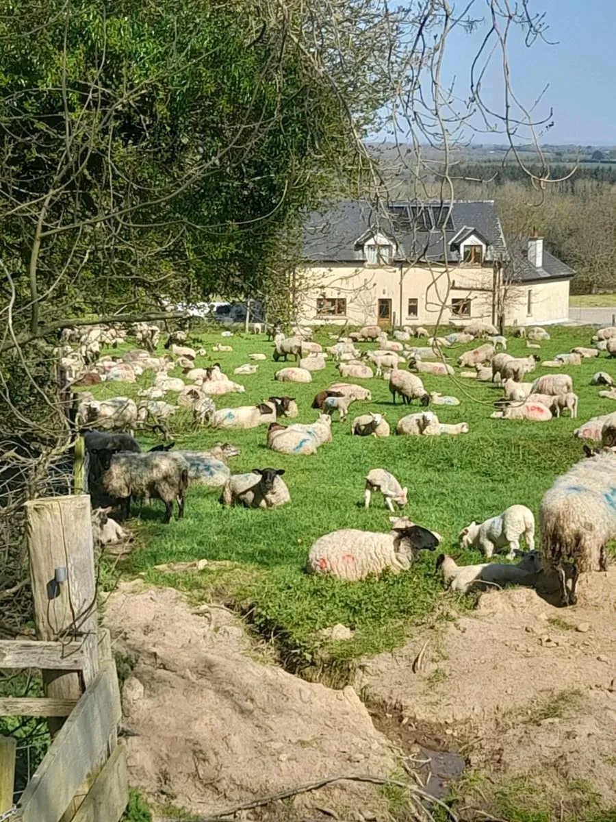 Sheep grazing organic wanted - Image 4