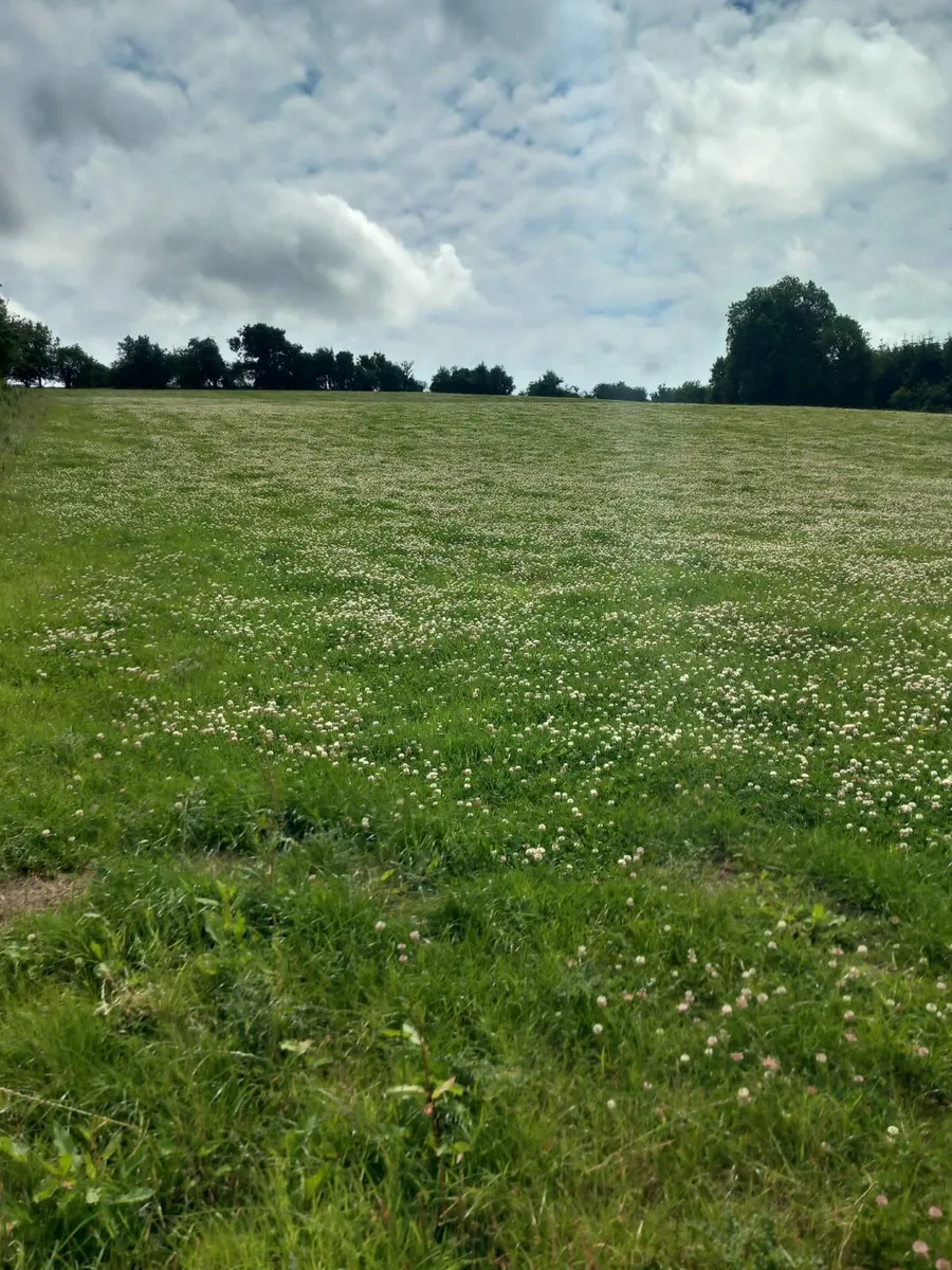 Organic sheep grazing wanted - Image 1