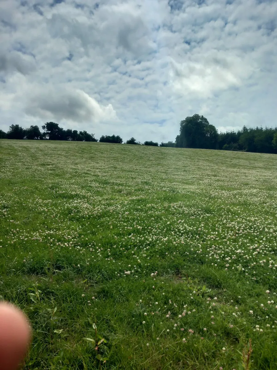 Organic sheep grazing wanted - Image 2