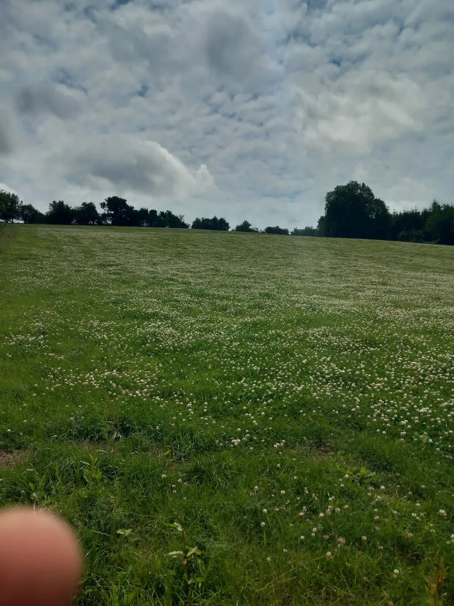 Organic sheep grazing wanted - Image 3