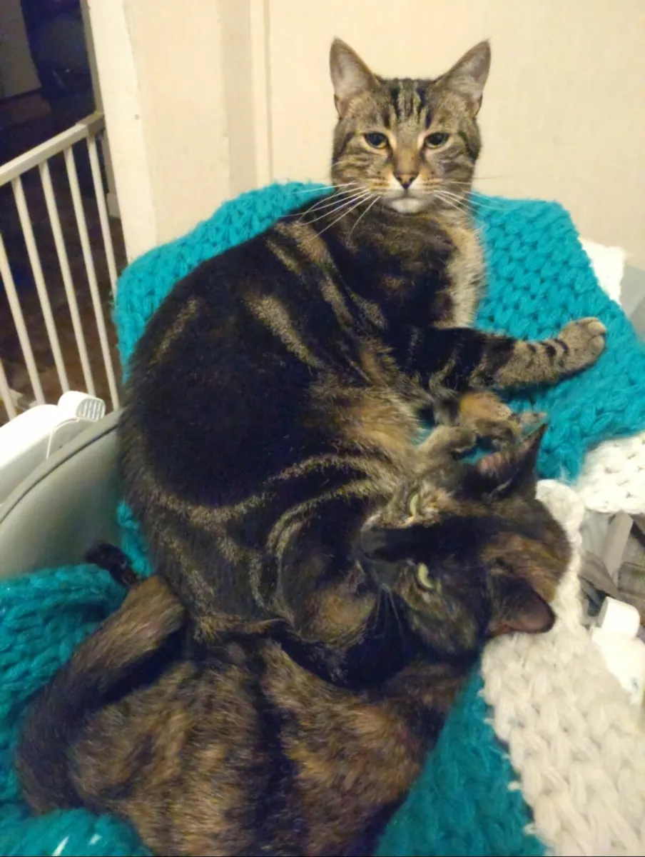 Cats - Image 2