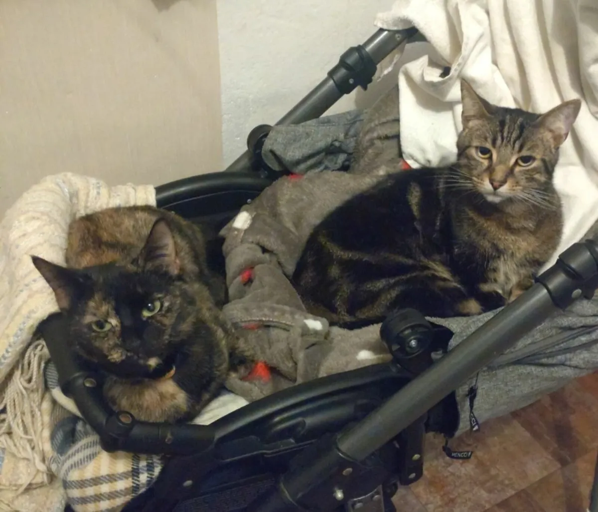 Cats - Image 1