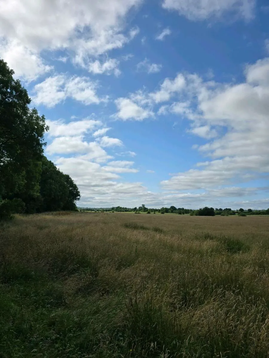 Hay / Silage to be cut. Still available. - Image 3