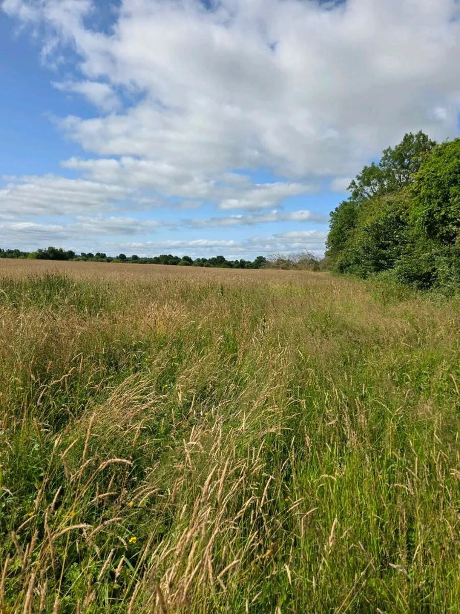 Hay / Silage to be cut. Still available. - Image 4