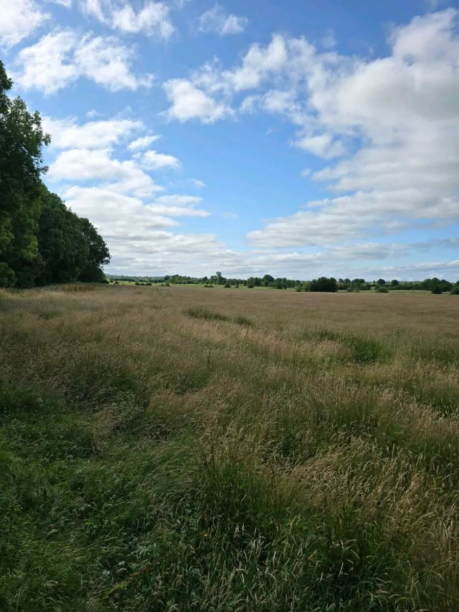 Hay / Silage to be cut. Still available. - Image 1