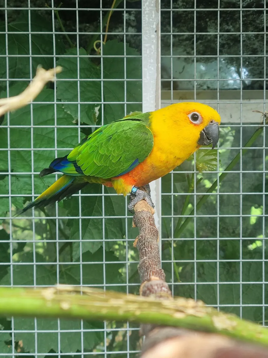 Jenday Conures - Image 1