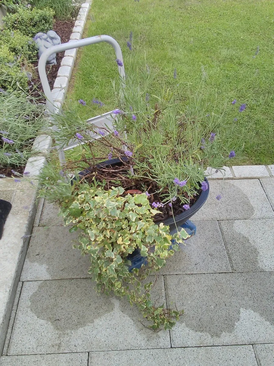 Lavender and trailing ivy planter