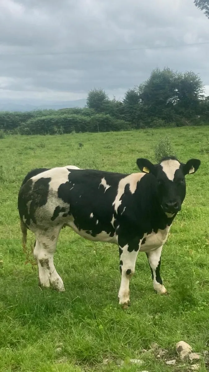 livestock - Image 1