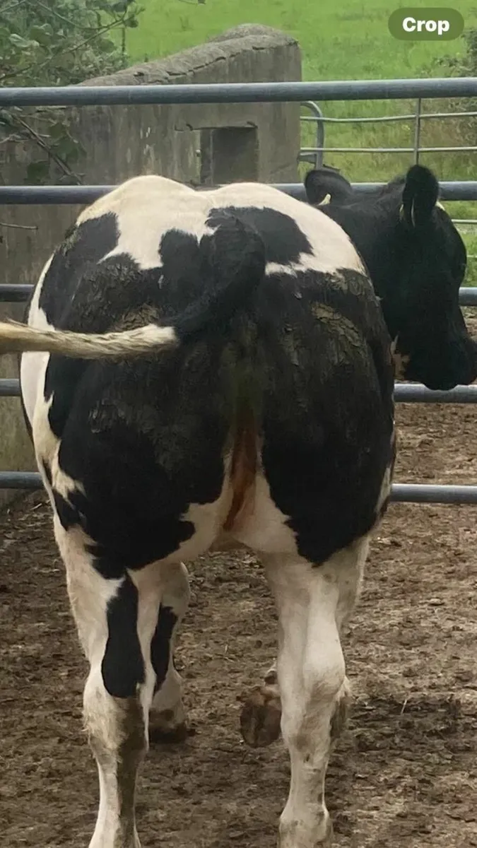 livestock - Image 2