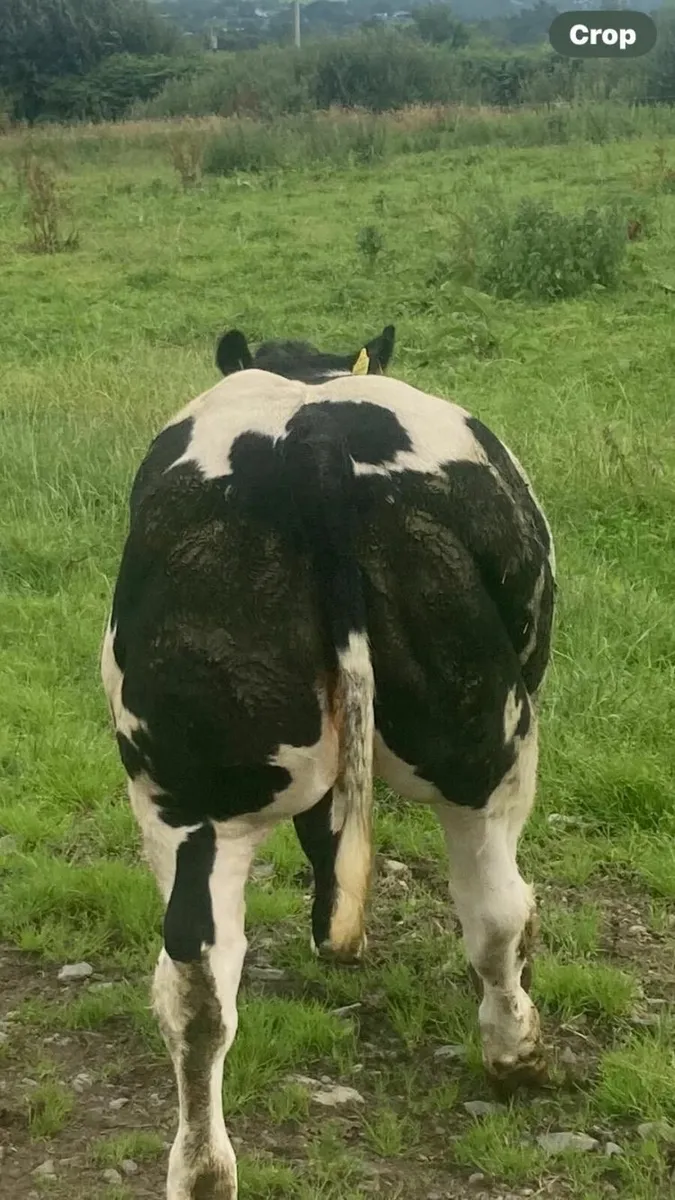 livestock - Image 3