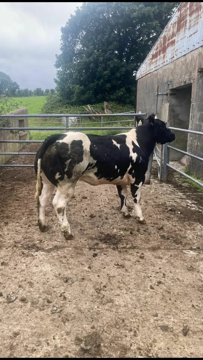 livestock - Image 4